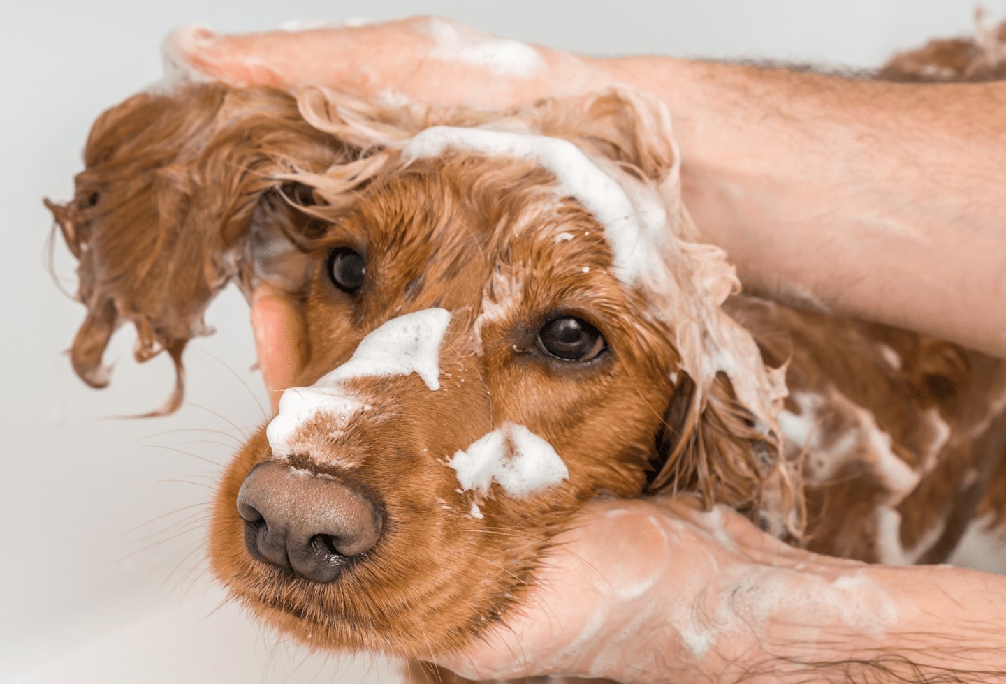 Should you bathe a pet with fleas Itch Pet Itch Pet