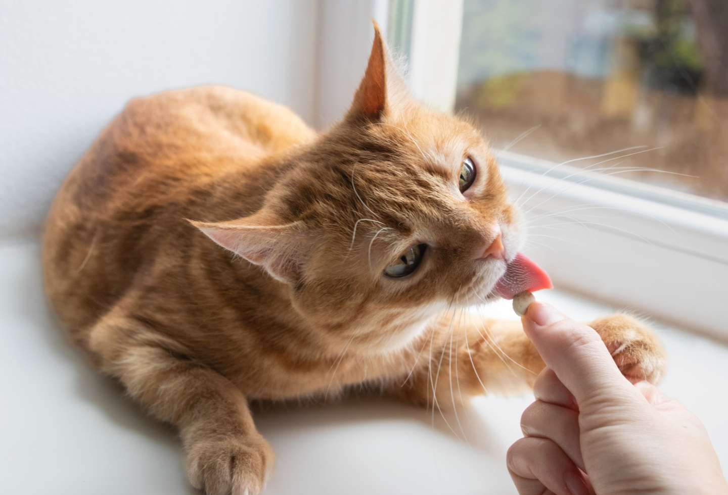 Orange cat licking a tablet pill from human hand