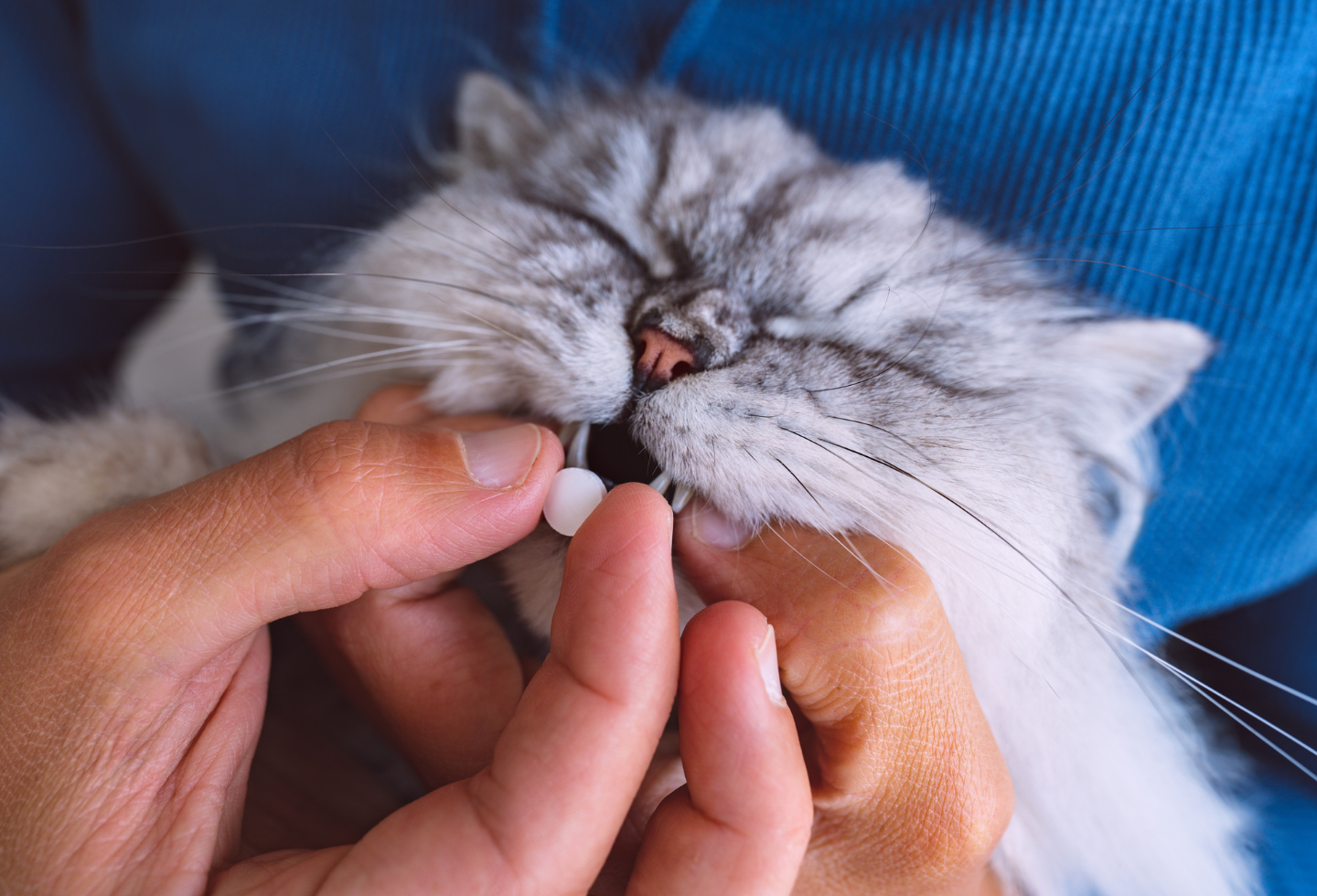 grey cat winces as owner tries to give tablet pill medication in mouth