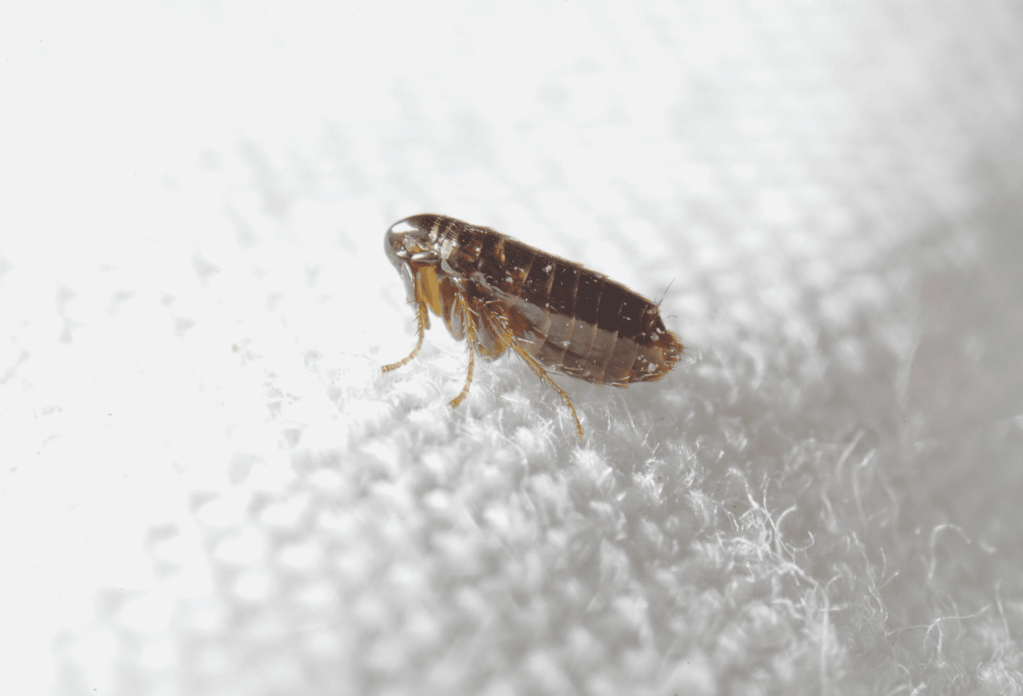 Macro zoom on flea, on white bedding