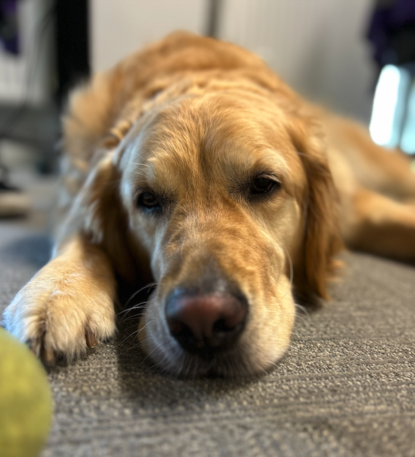 How to cool your dog down in summer. Golden retriever dog laid down, too hot. 