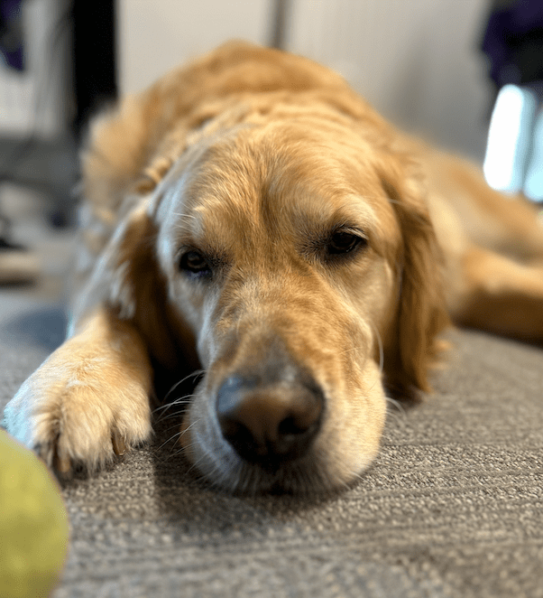 How to cool your dog down in summer. Golden retriever dog laid down, too hot. 