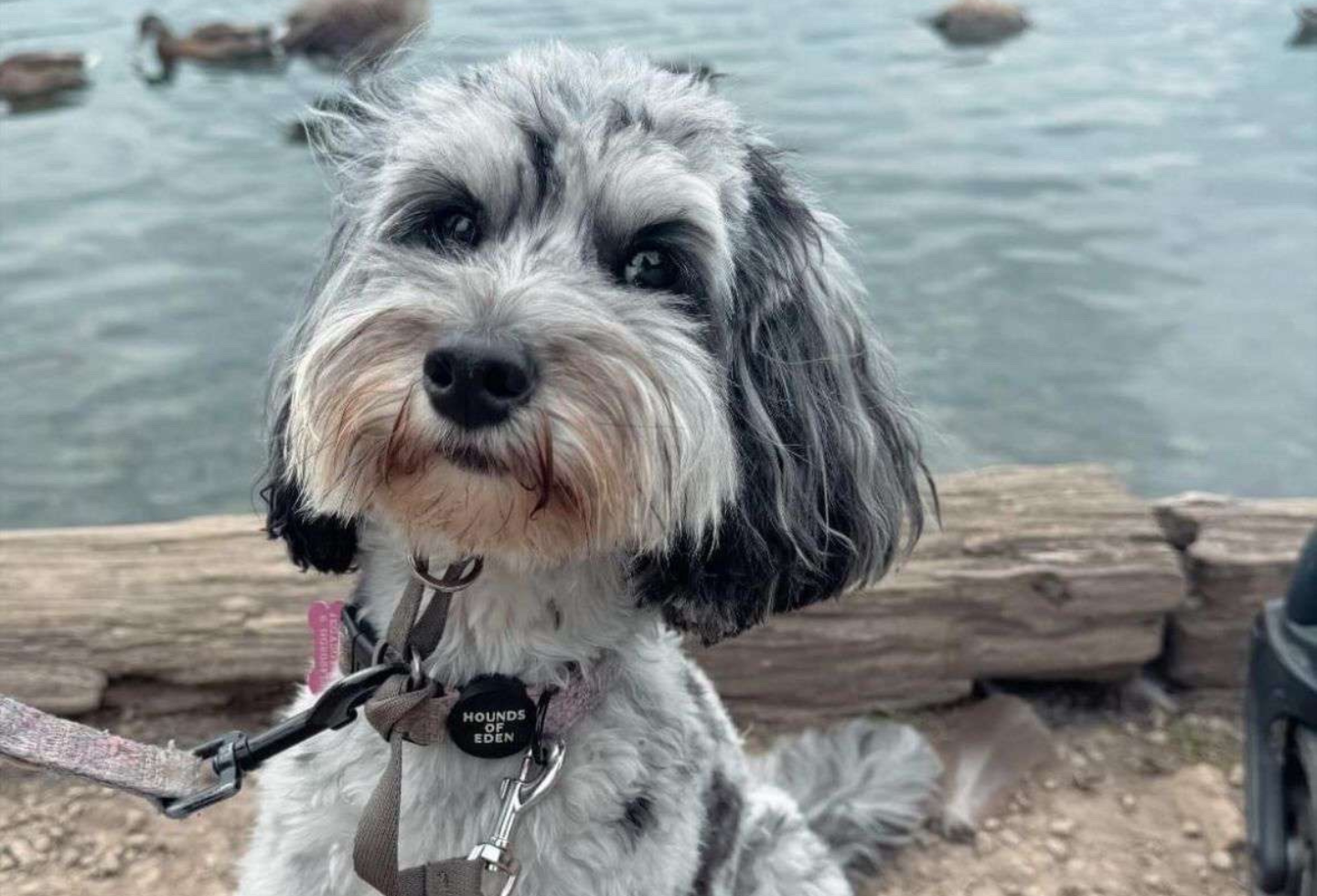 Cockerpoo dog on a walk near lake with ducks
