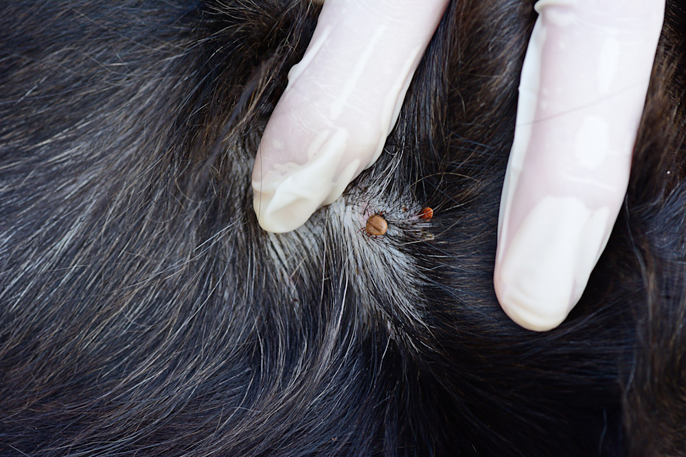 Brown fur, tick bite, close up with medicine gloves in shot.