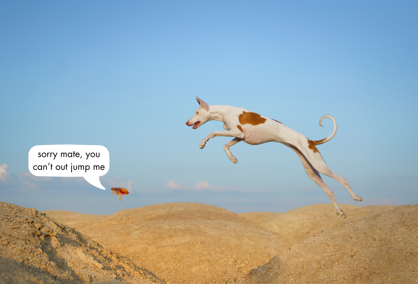 white and brown dog jumping in air over sand hill. flea with speech bubble, reading 'sorry mate, you can't out jump me'
