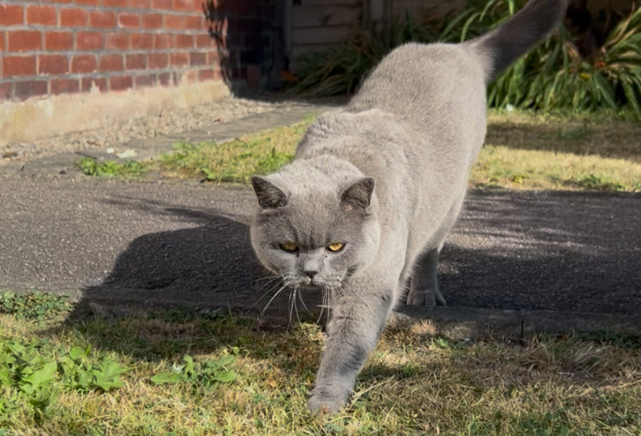 Grey cat in garden with fleas