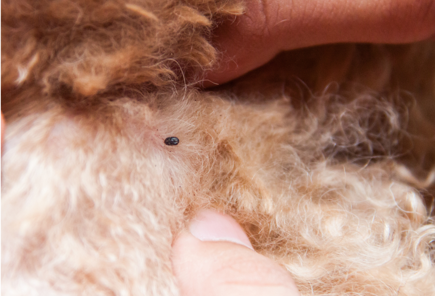Flea on curly haired dog 