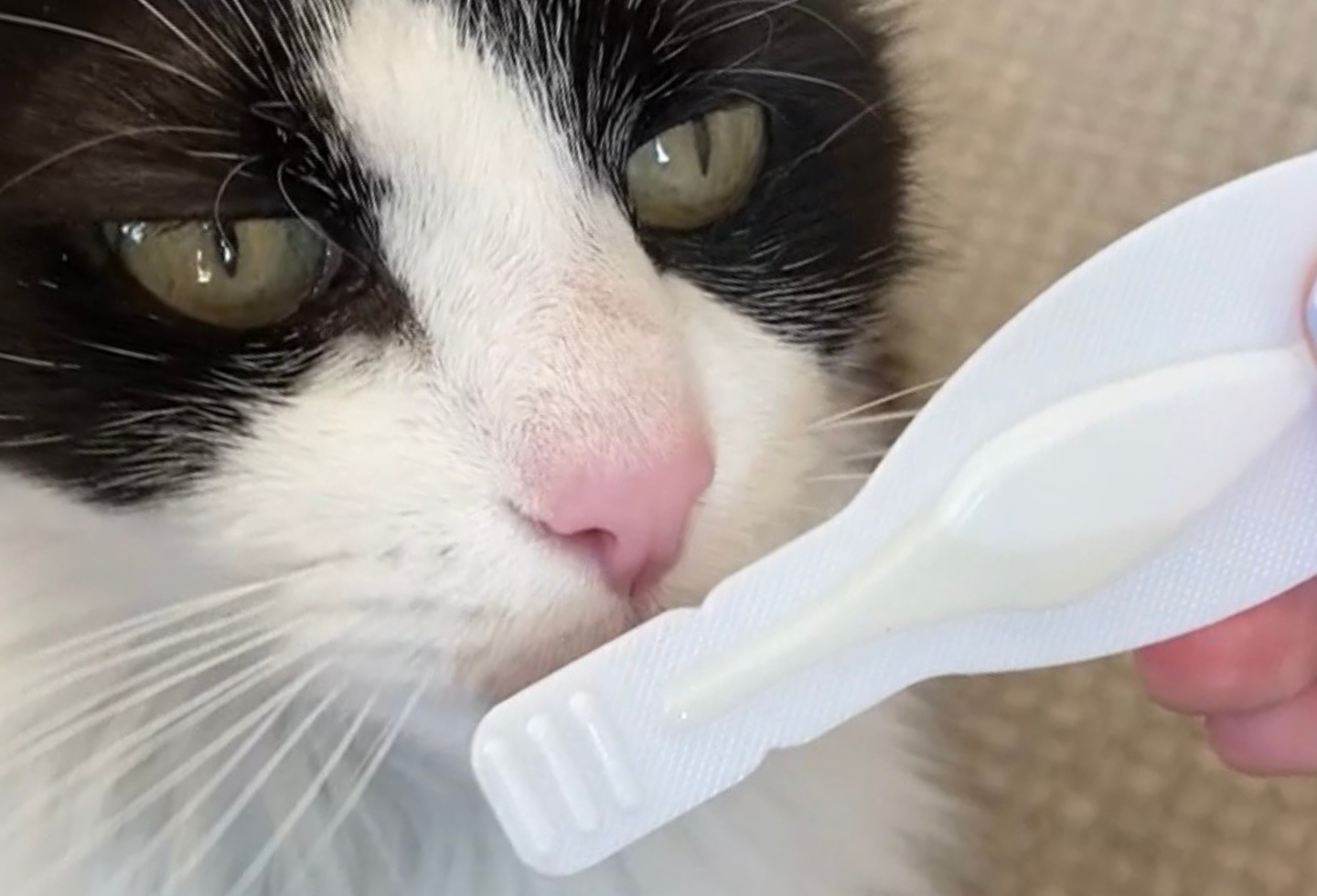 Cat sniffing spot on flea treatment pipette