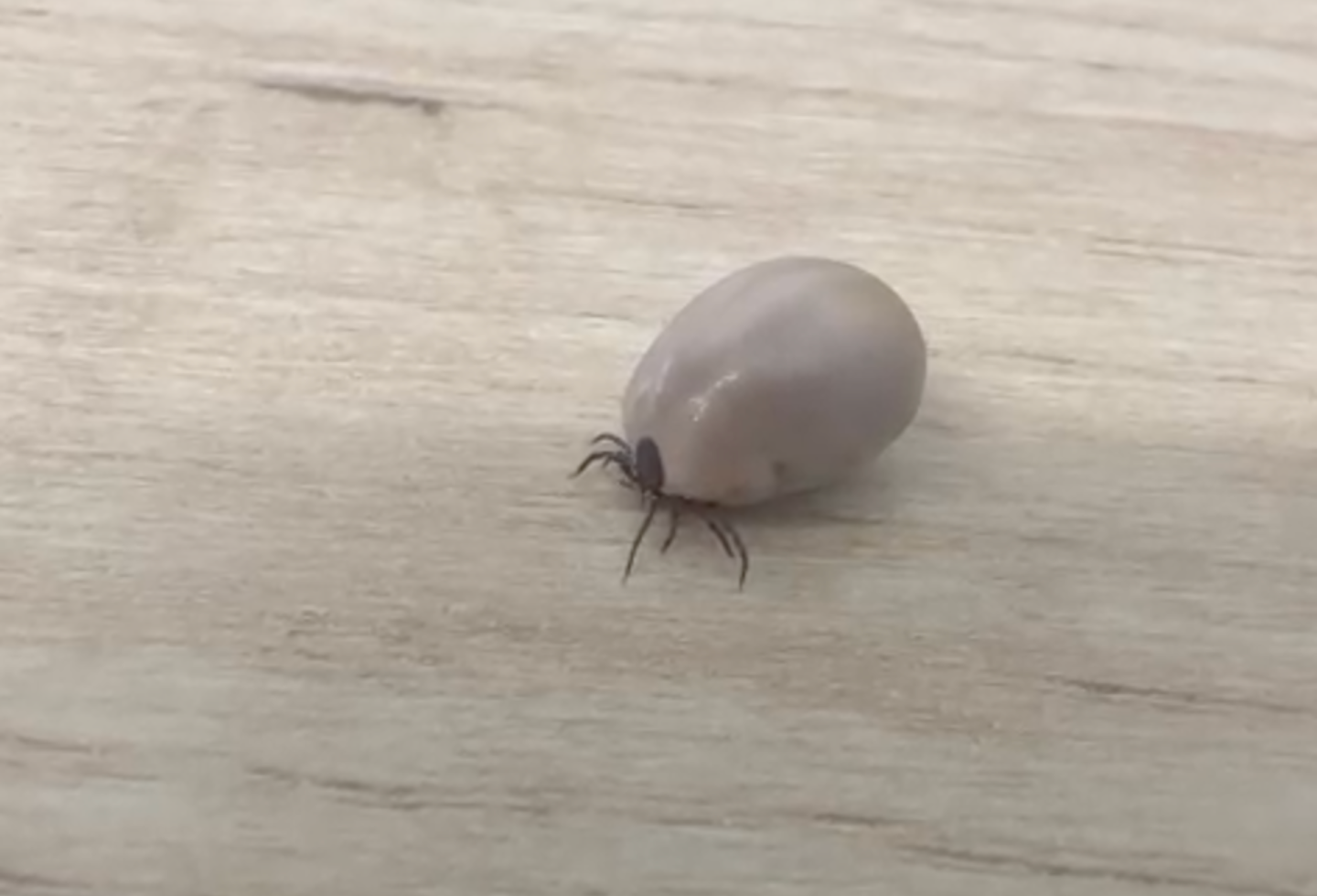 Engorged tick filled with blood crawling on a wooden surface