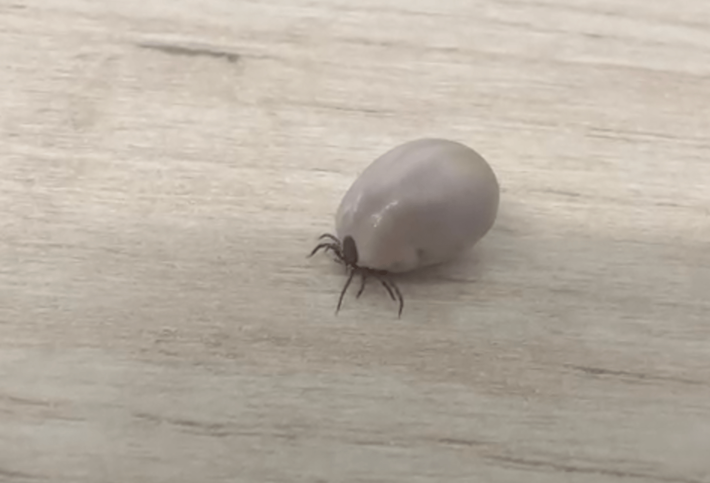 What is an engorged tick? | Itch Pet