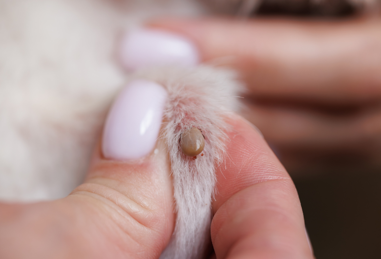 Tick latched onto pet fur being squeezed between two fingertips