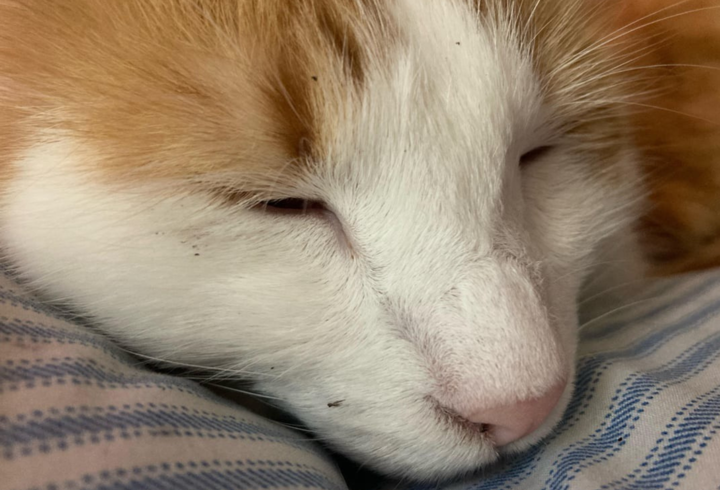 White and orange cat up close with fleas on nose and head
