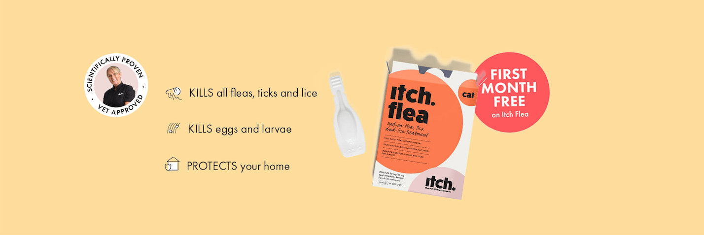 Is Flea Treatment Safe For Pregnant Or Nursing Cats Itch Pet Itch Pet