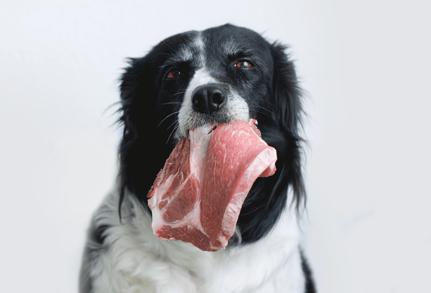 Can dogs get sick from raw meat online