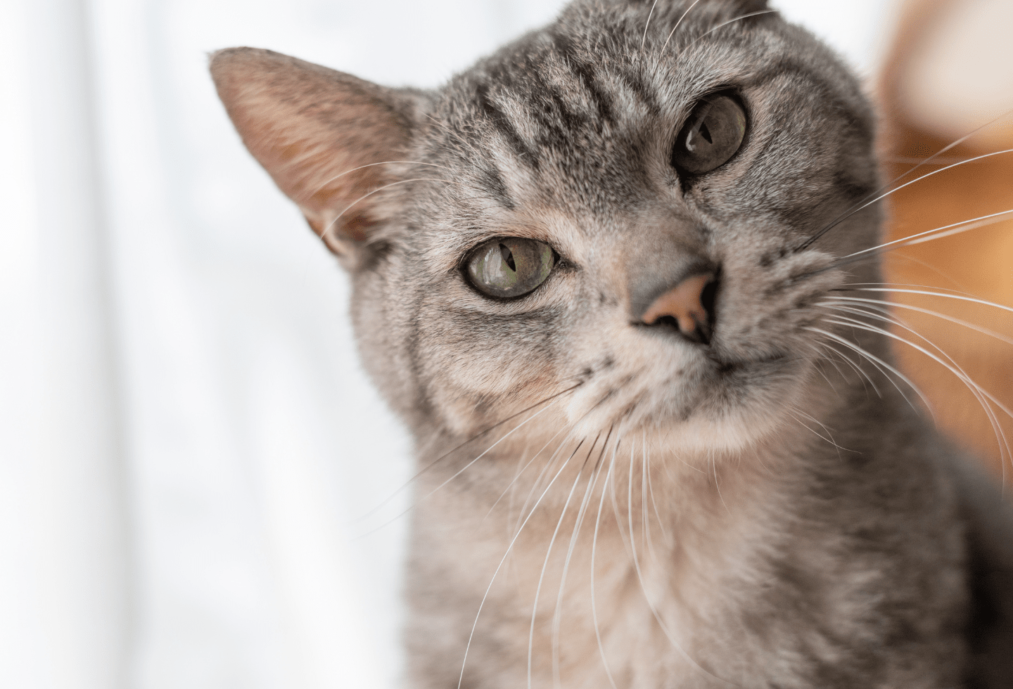 Bengal cat head tilt, up close.