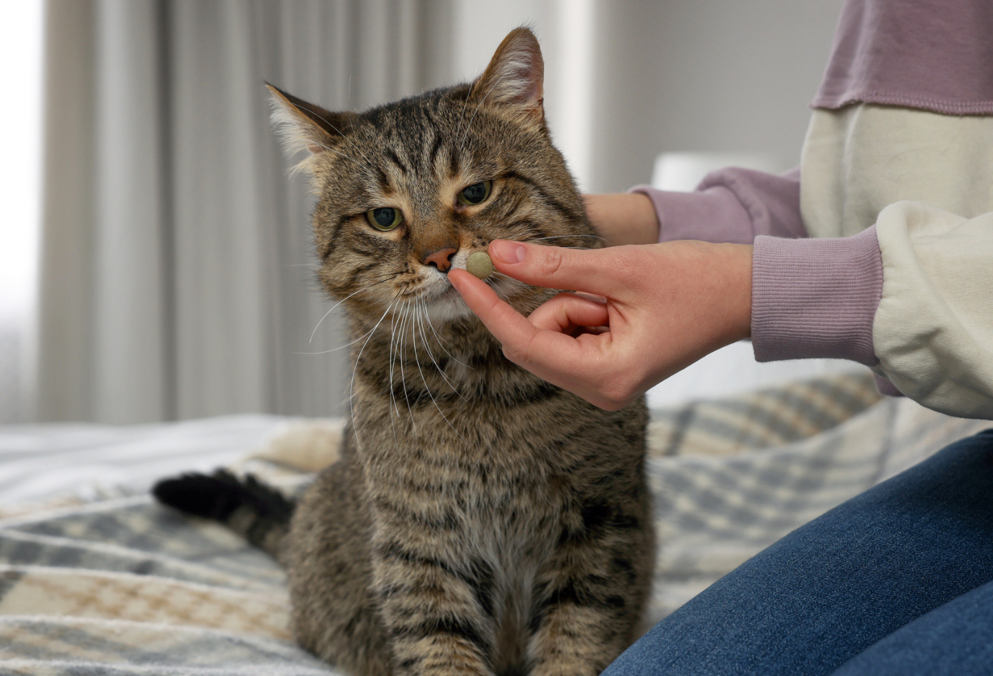 can you give a cat tobacco for worms How to deworm a cat - Itch Pet