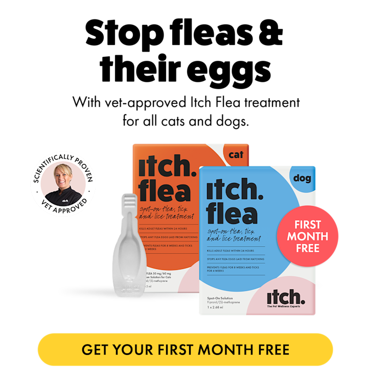 Stop fleas & their eggs with Itch Flea treatment - 2 flea cartons for cats and dogs with vet approval stamp