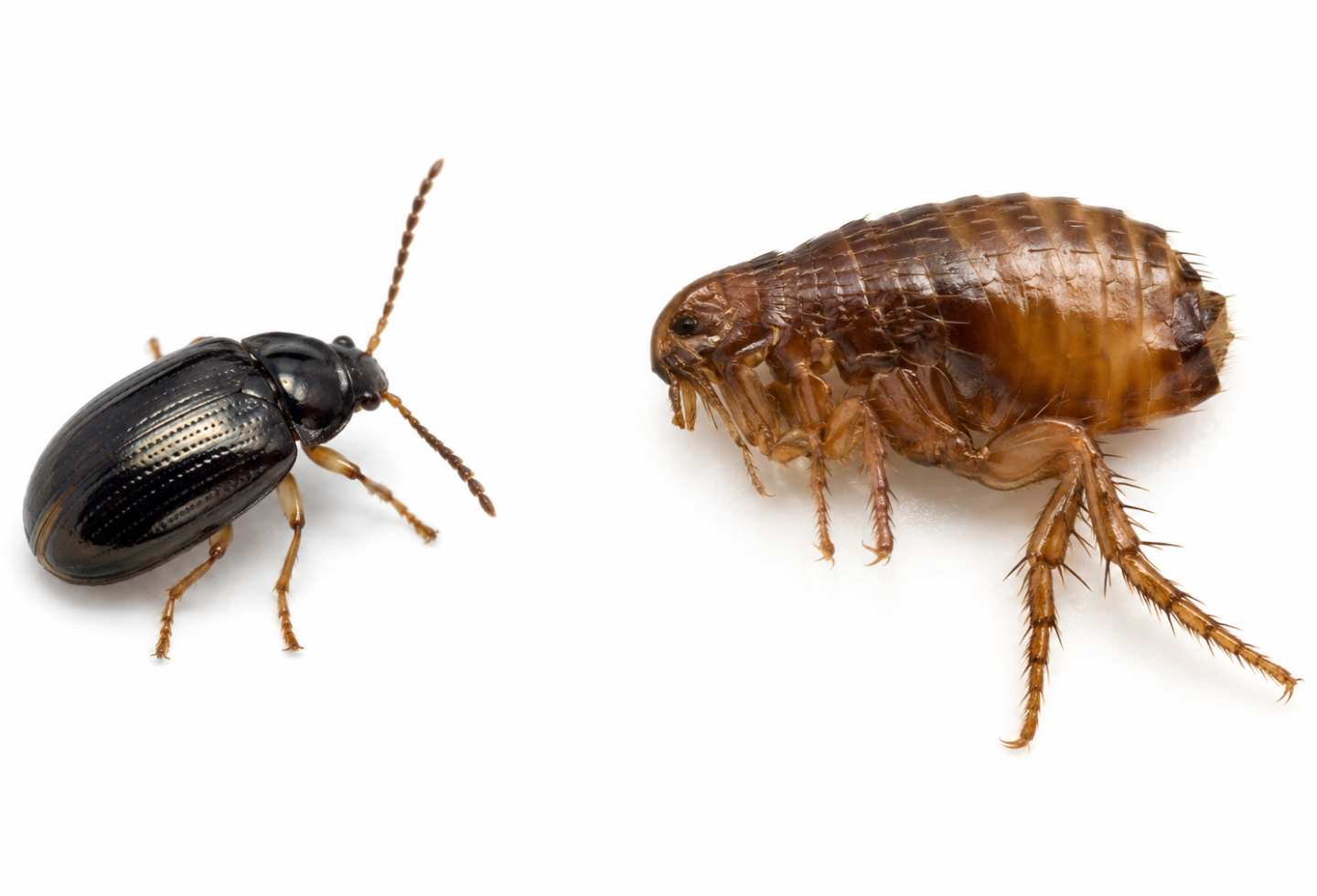 What a flea beetle looks like vs what a household flea looks like
