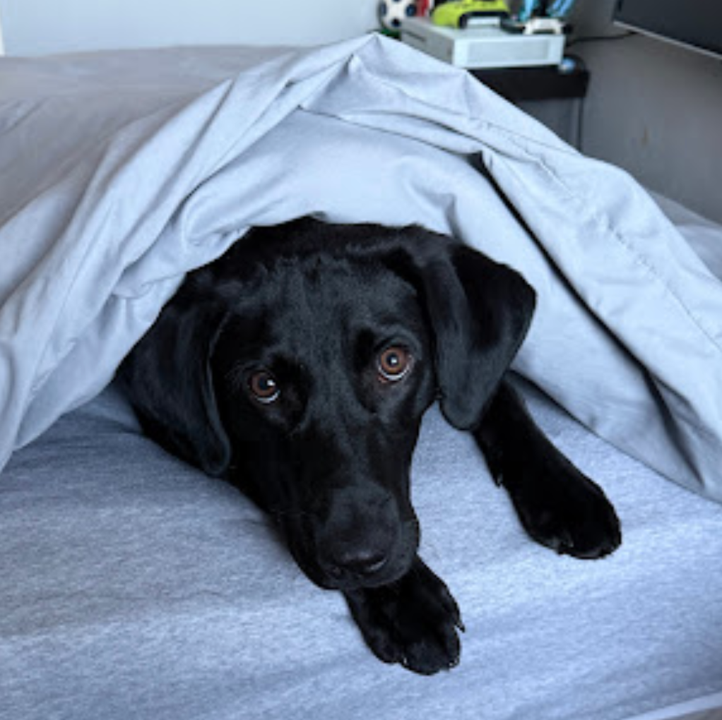 Black labrador under duvet on bed with puppy dog eyes