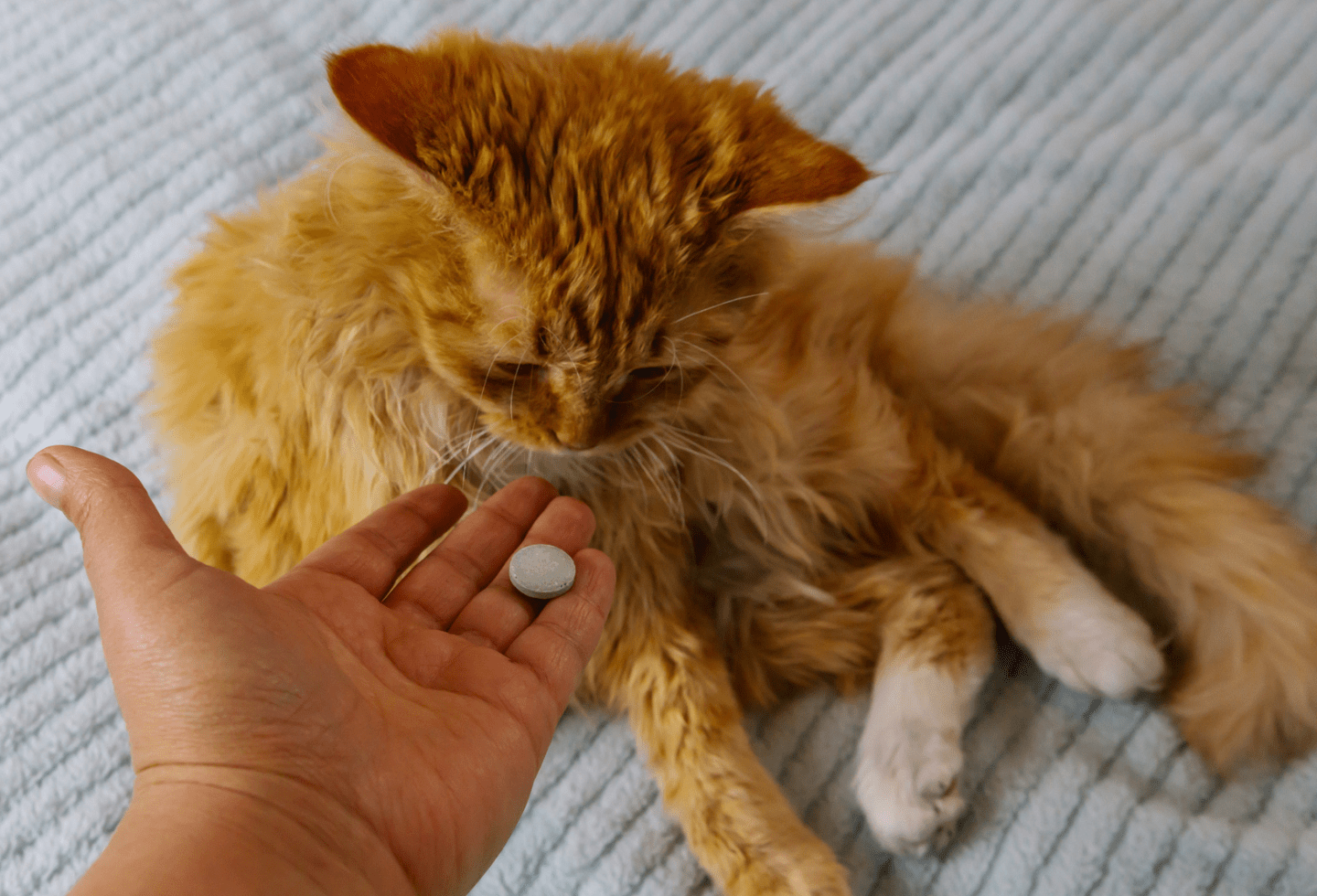 Can I deworm my cat myself without a vet? - Itch Pet | Itch Pet
