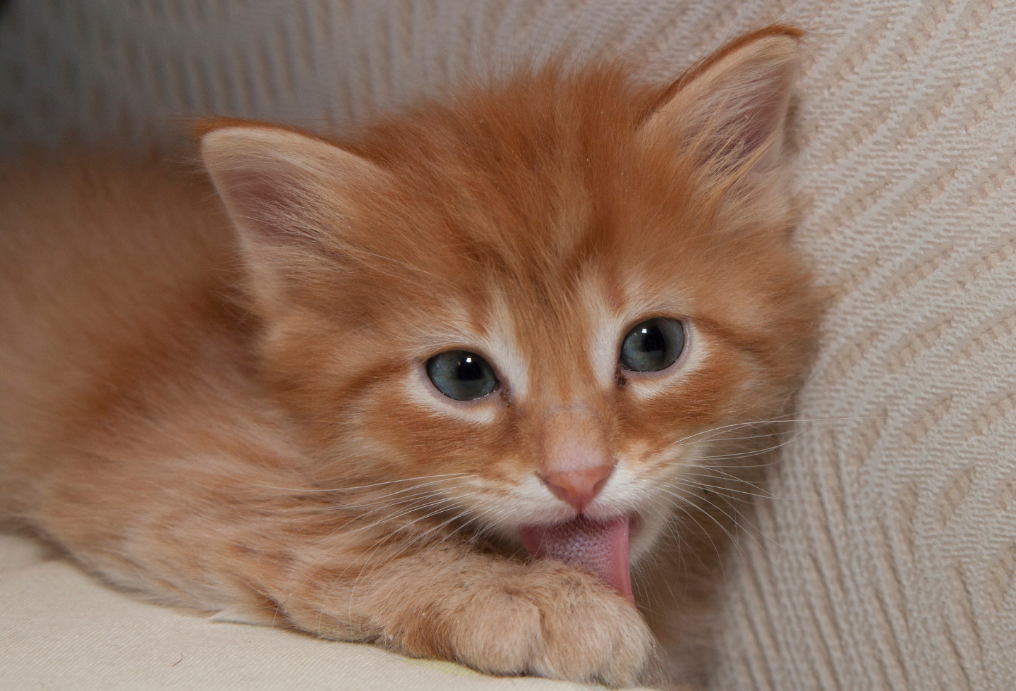 Ginger orange kitten cat licking paw