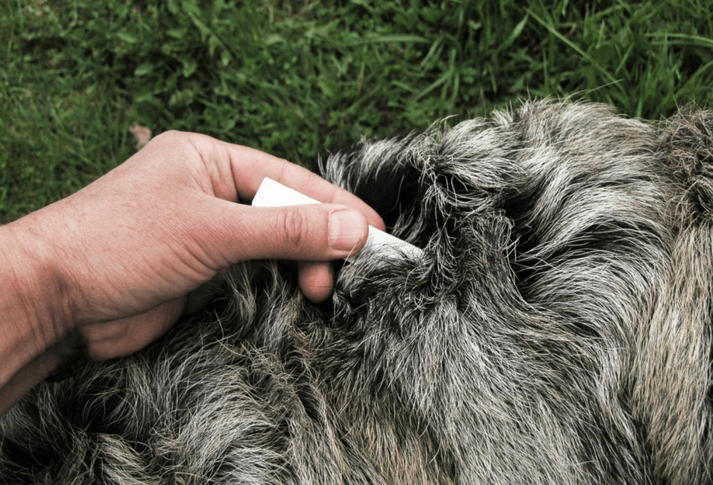 How to apply spot-on flea treatment to your dog - Itch Pet | Itch Pet