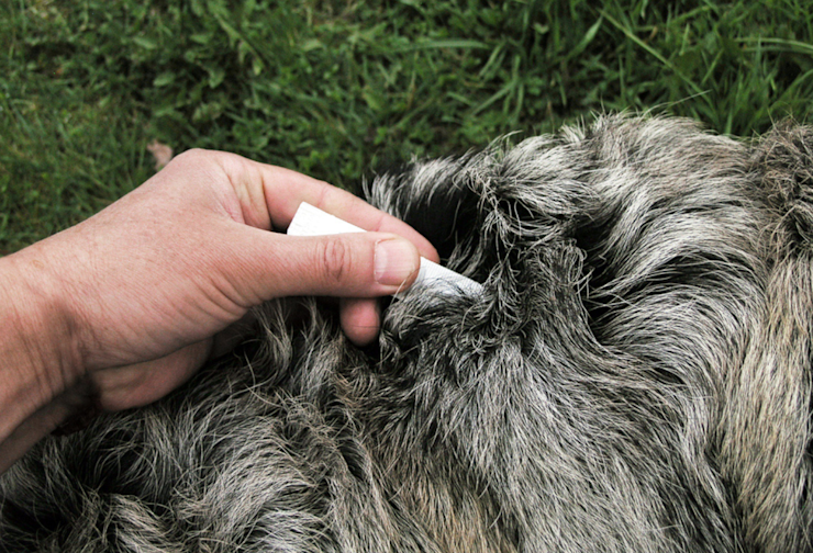 Vet And Pet Wellness Experts Blog Cats Dogs Itch vet-and-pet-wellness-experts-blog-cats-dogs-itch