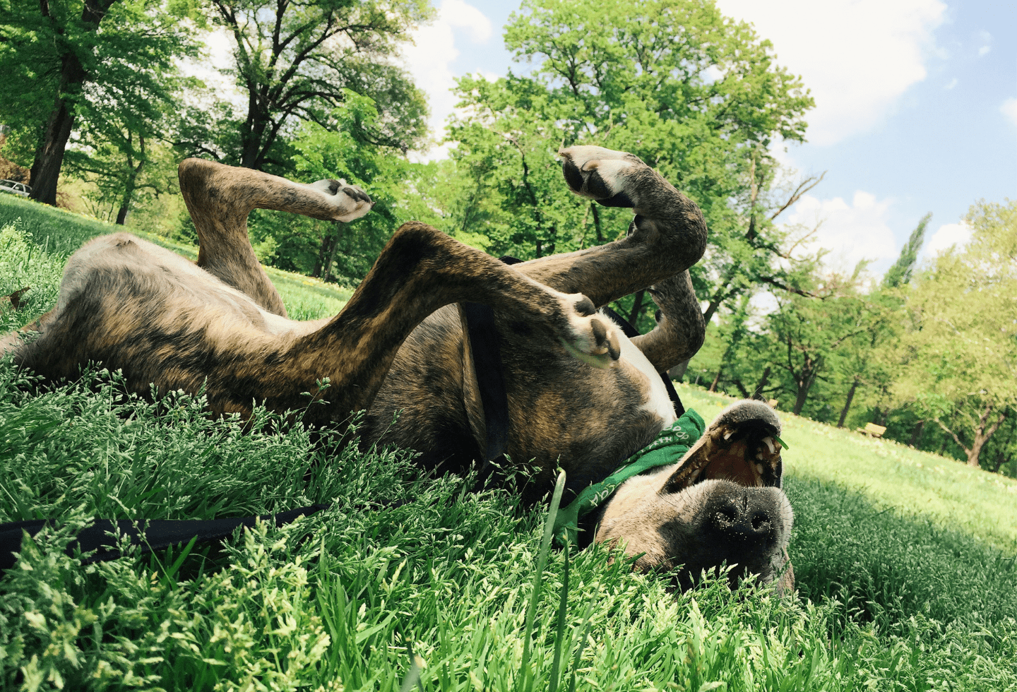 Dog rolling around in grass on their back.