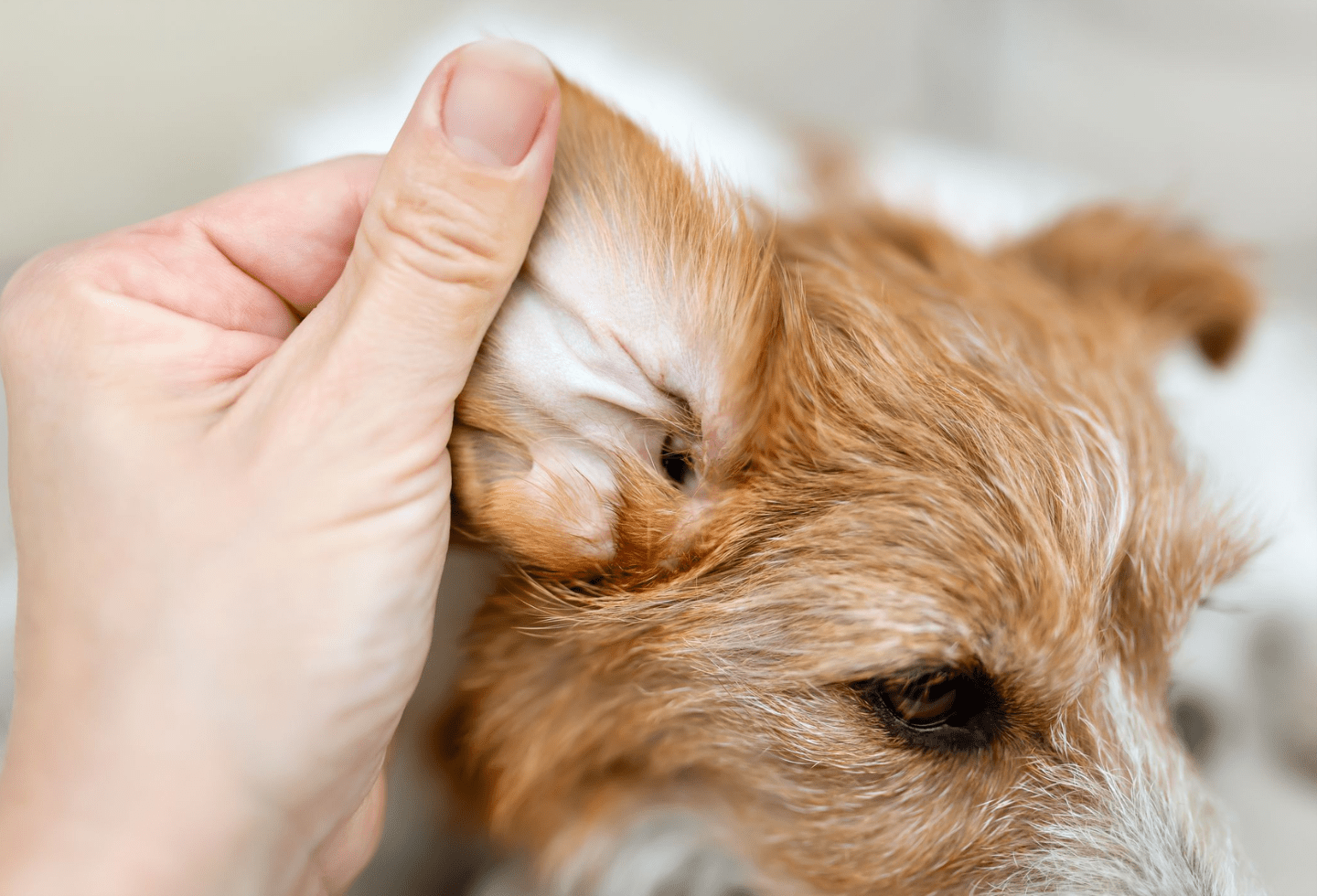 A closer look at Removing Tick From Dog'S Face Near Ear
