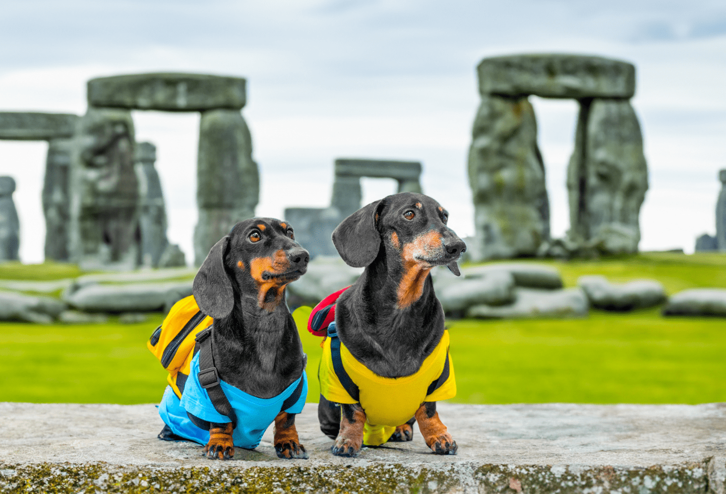 two dachshunds sat on ledge with stonehedge monument behind them.  