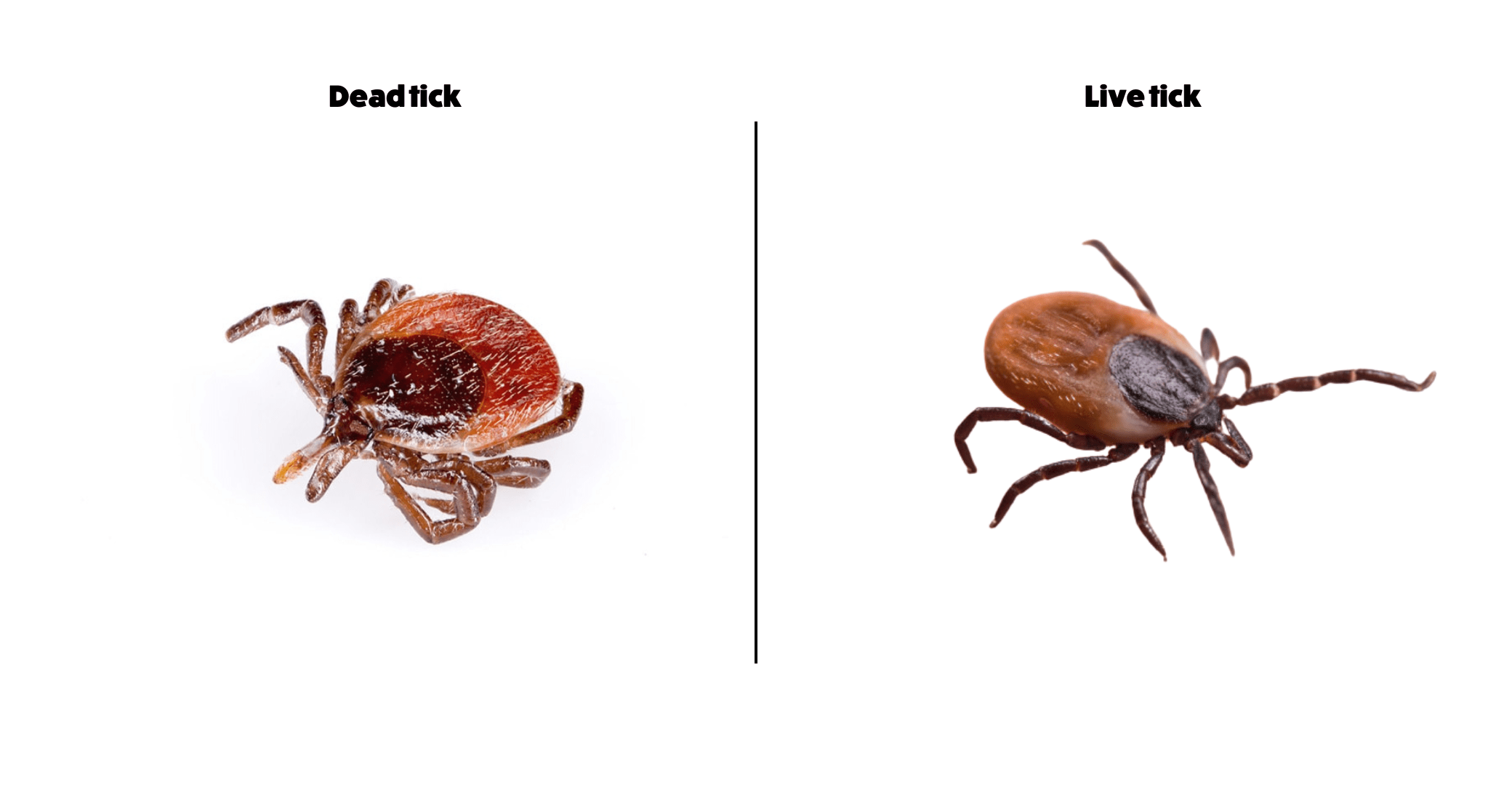 Finding a dead tick on a dog - Itch Pet | Itch Pet