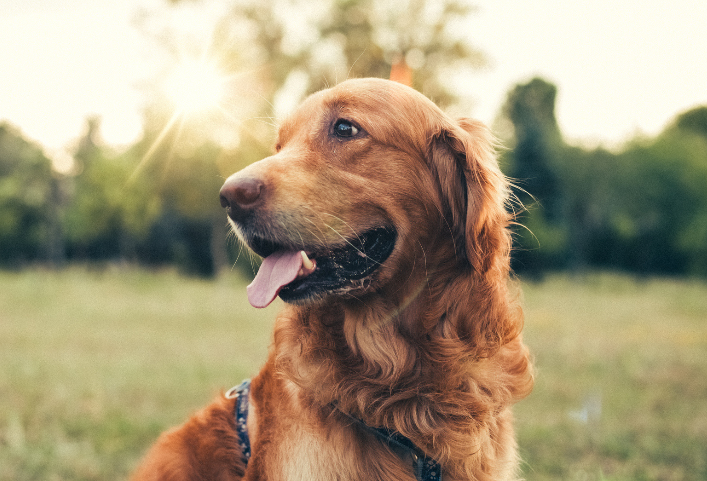 Best tick prevention sprays Itch Pet Itch Pet