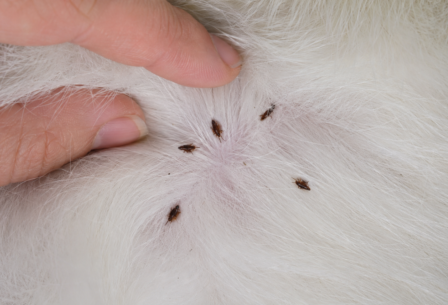 White fluffy cat with fleas in fur