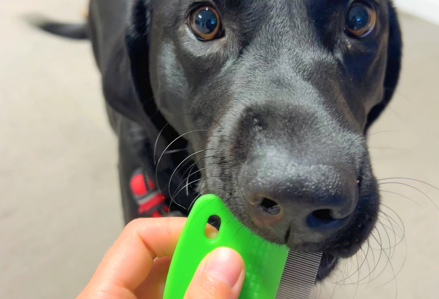 Black labrador dog biting a green flea comb