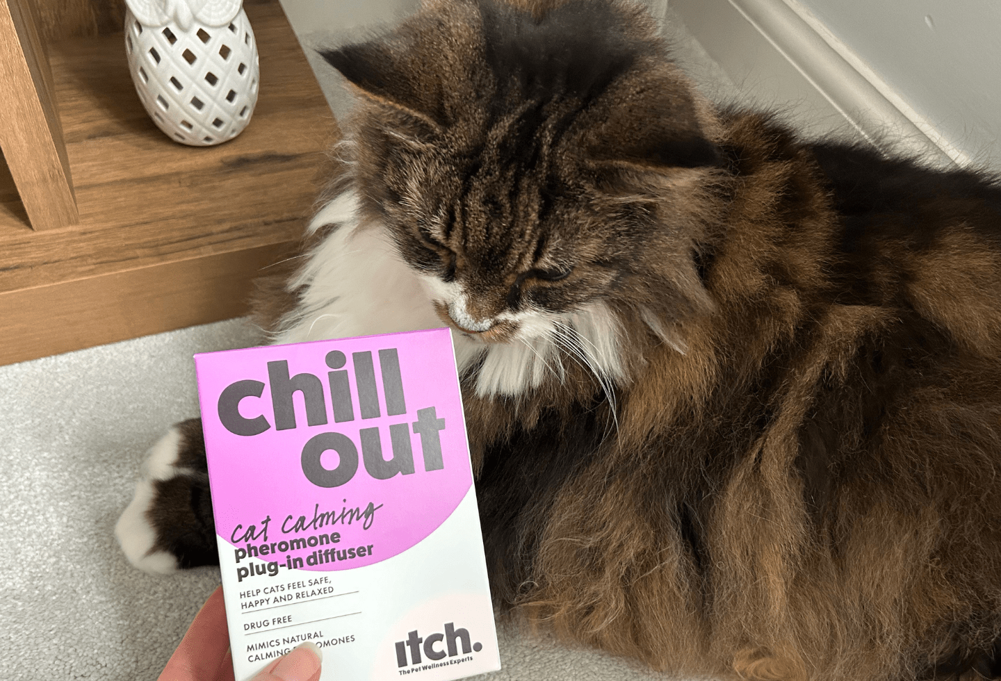 Cat appeasing pheromone cheap