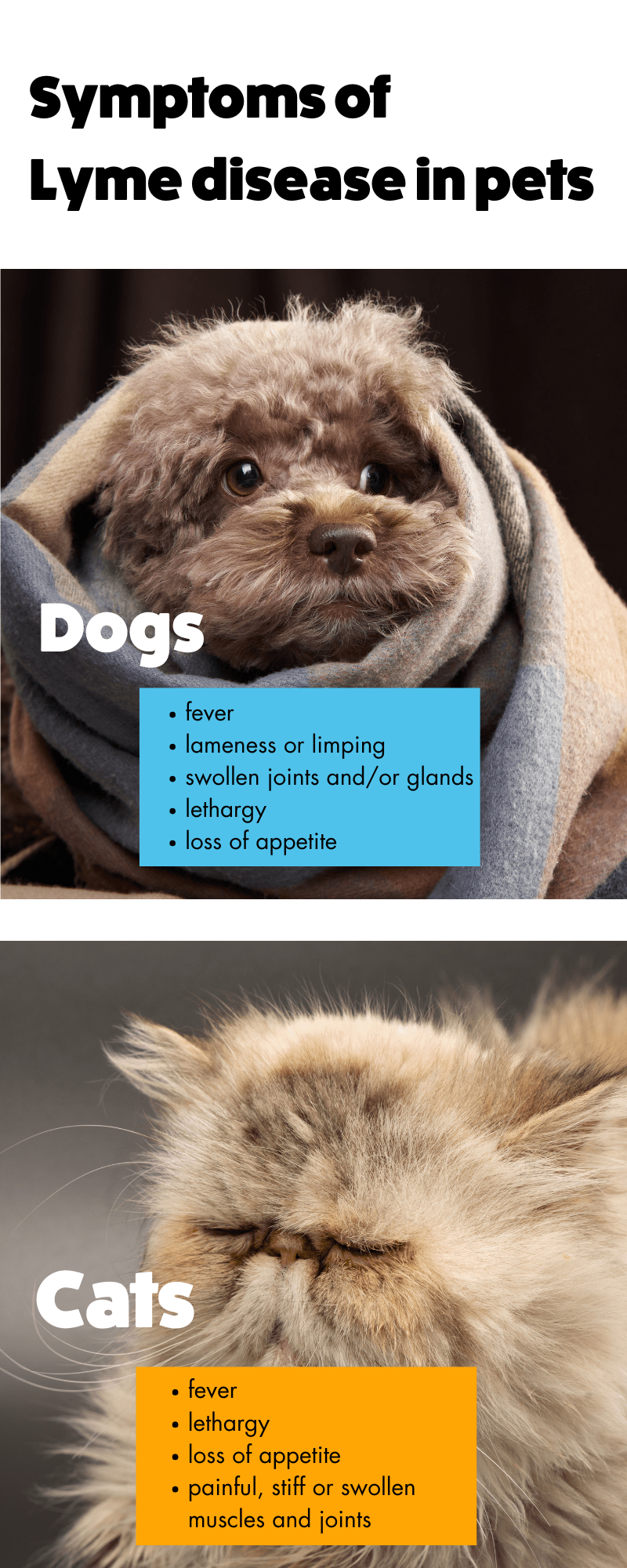 What is Lyme disease? - Itch Pet | Itch Pet