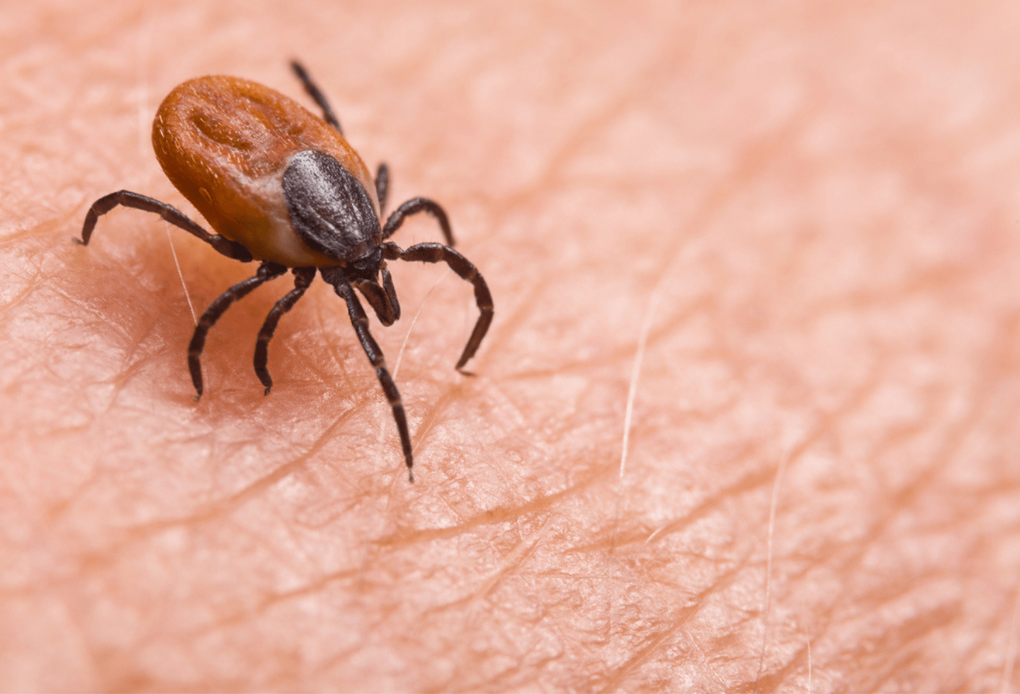 Found dead 2024 tick on dog