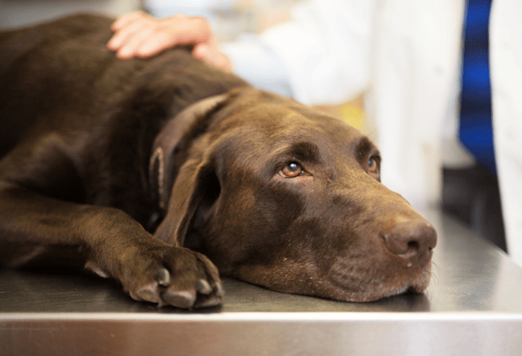 How Long Do Worming Tablets Take To Work Itch Pet Itch Pet how-long-do-worming-tablets-take-to-work-itch-pet-itch-pet