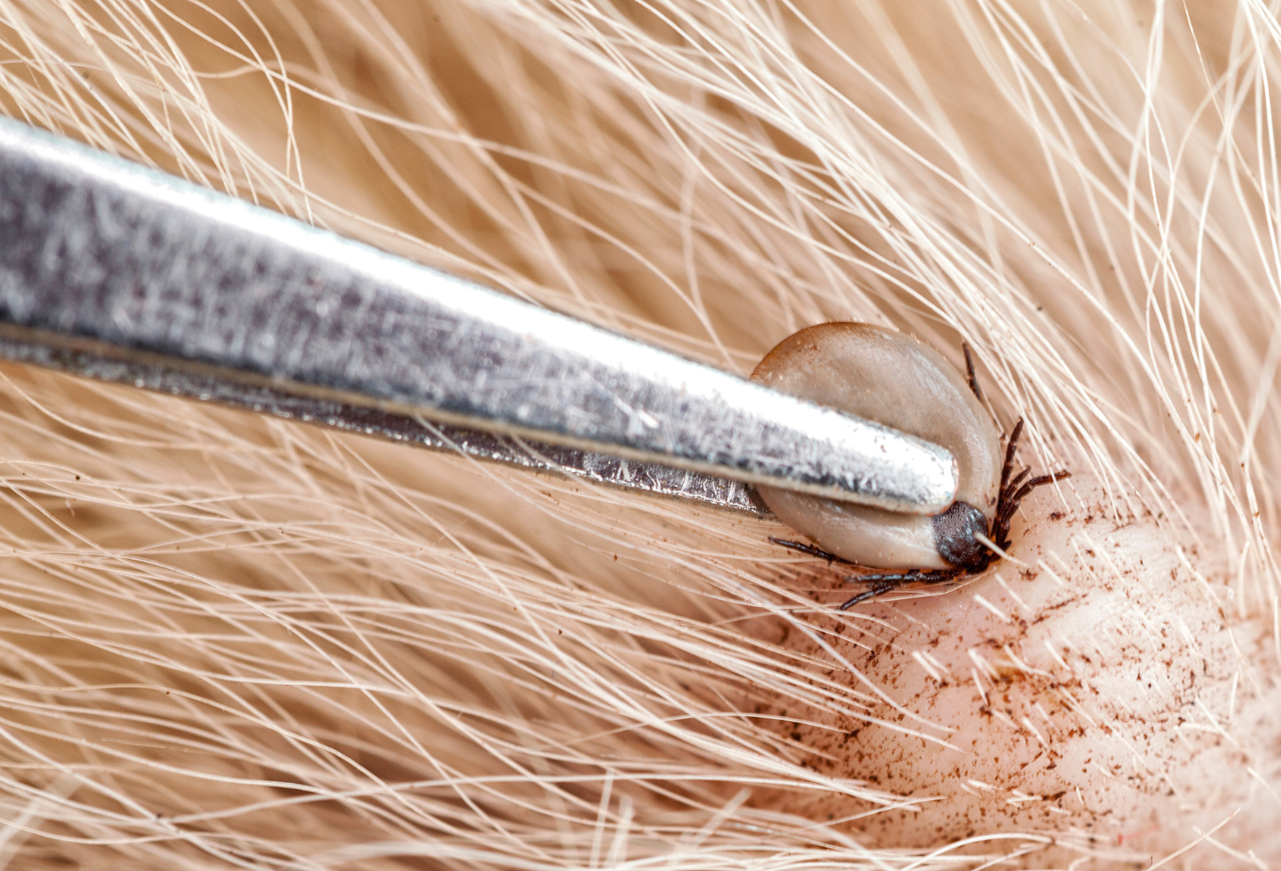 Tick removal from dog with tweezers