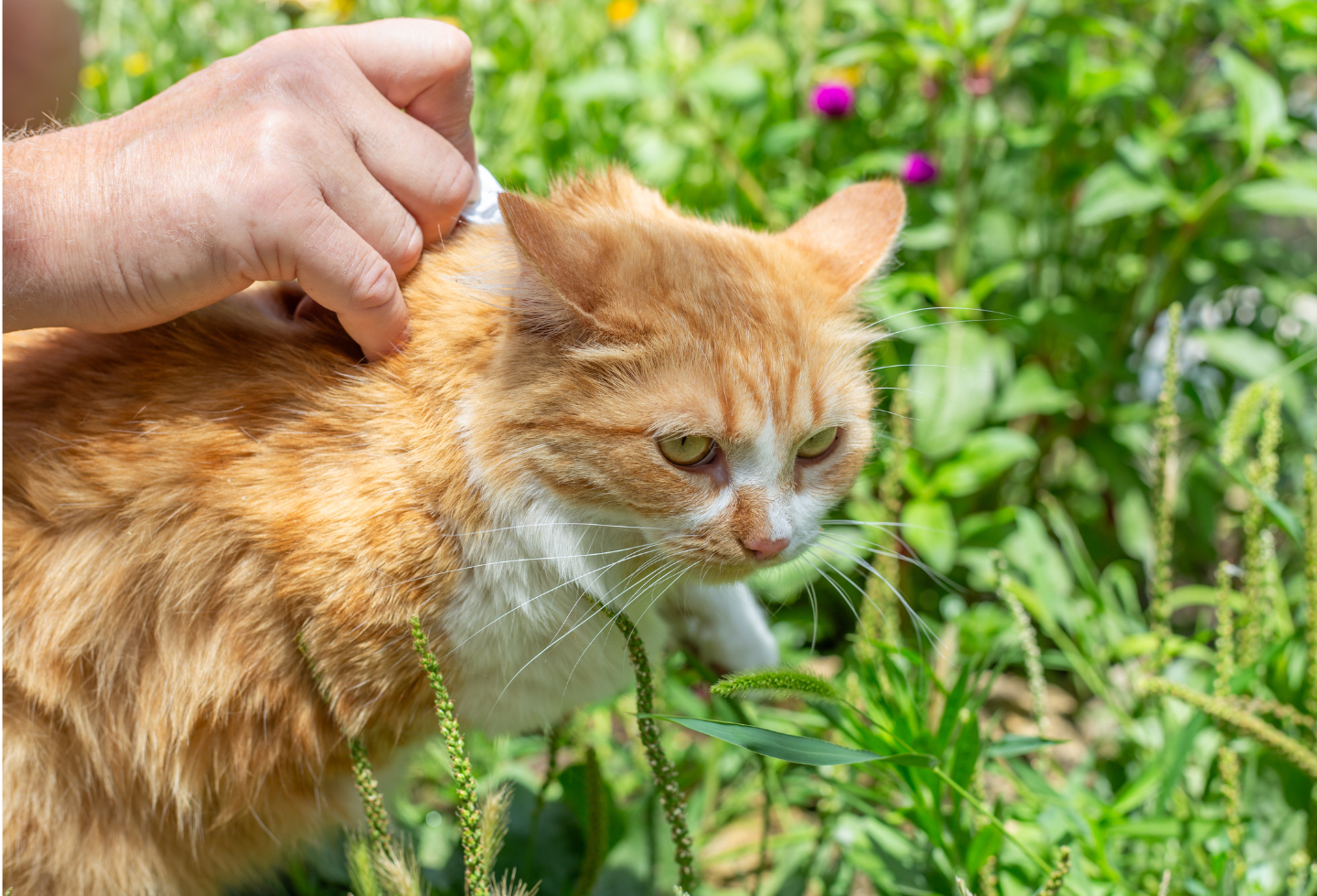 Cat in grass with flea treatment pipette on neck