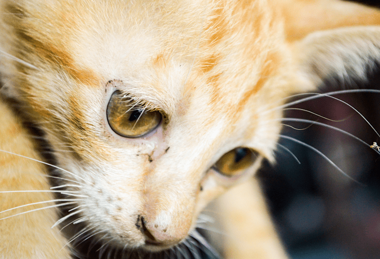 Illustration of During Pregnancy Prevent Flea Infestation In My Cat