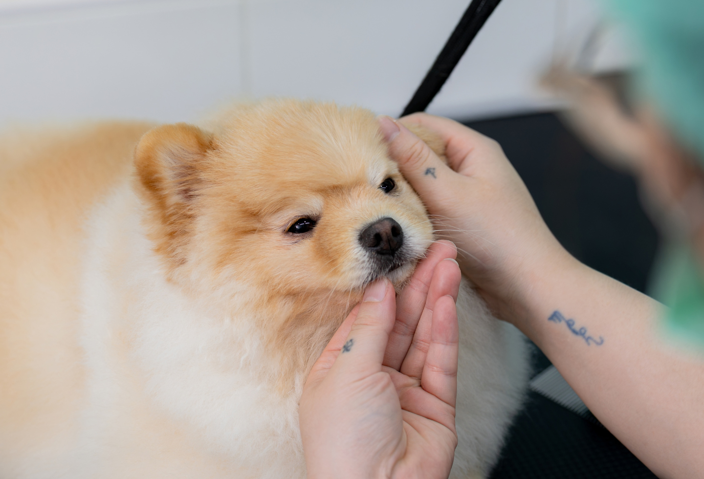 Vet stroking Pomeranian dog on surgical bench  