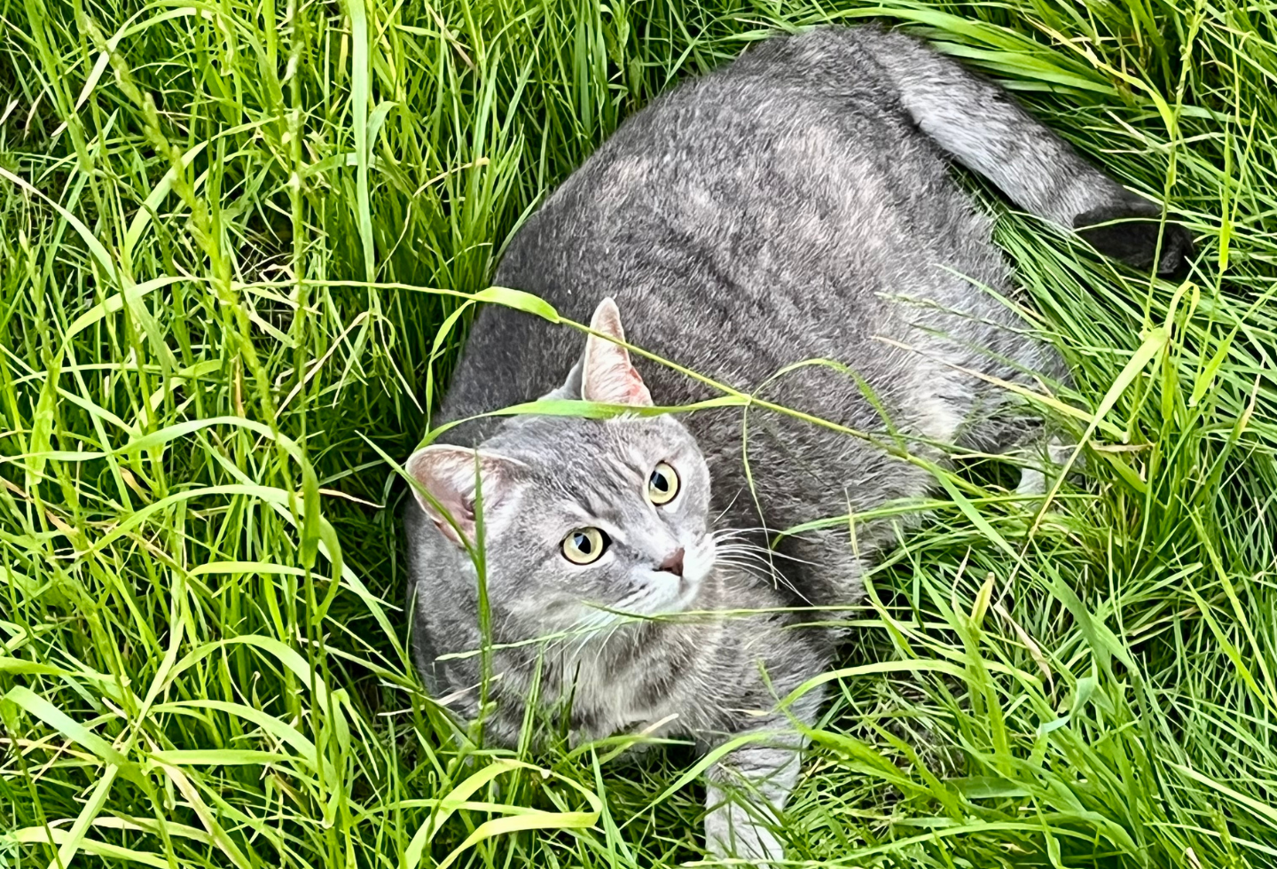 Grey cat in long green grass