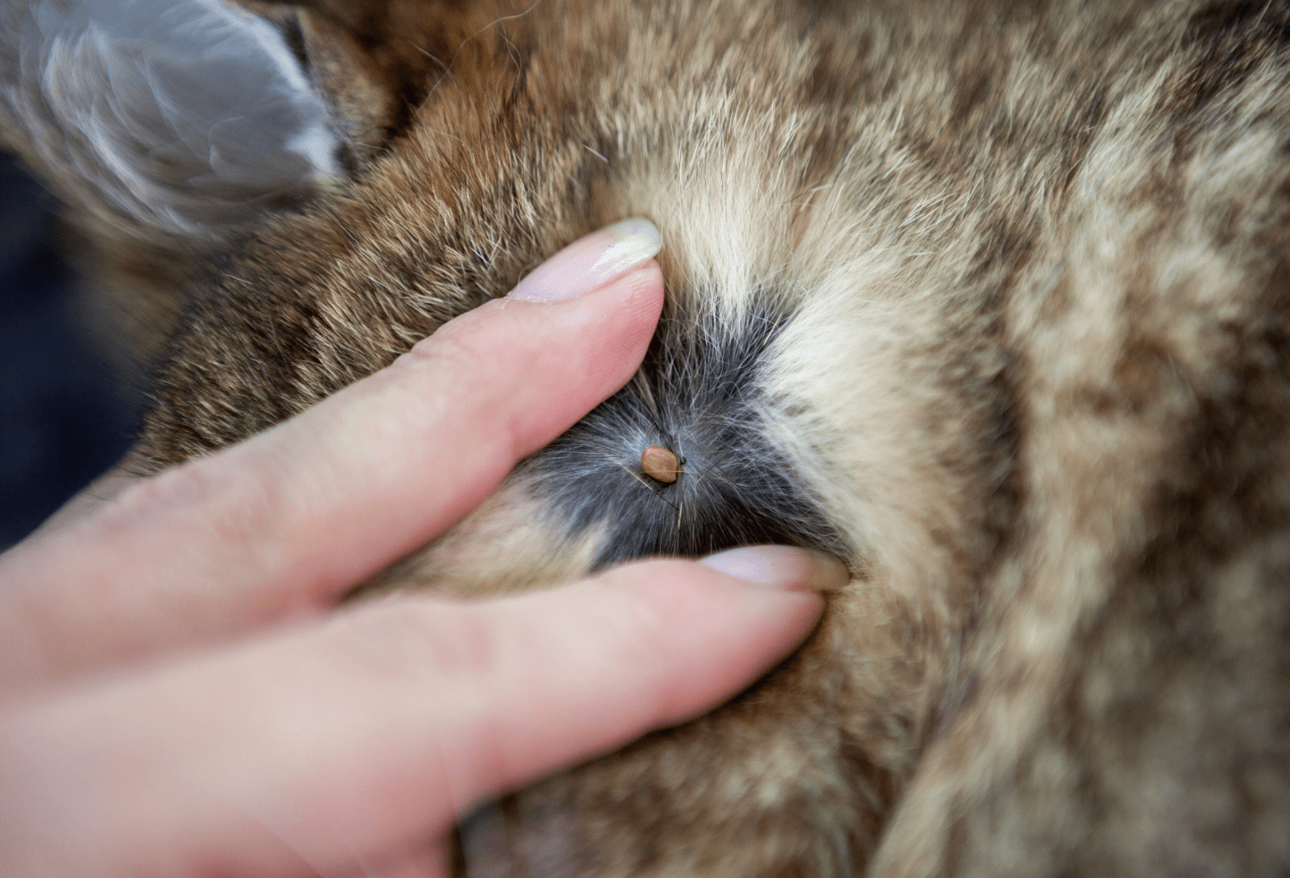 A closer look at Removing Fleas And Ticks From Cats Fast