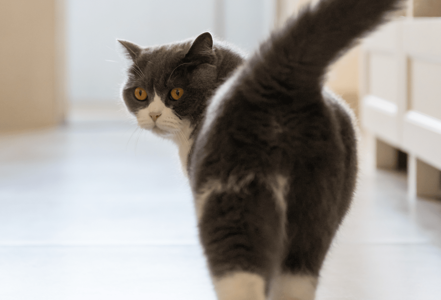 Grey and white cat, tail up, walking in doors, looking back.