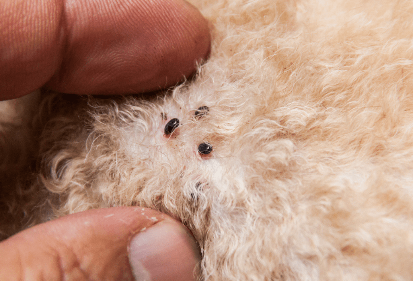What Do Fleas Look Like On A Cat? Visual Guide