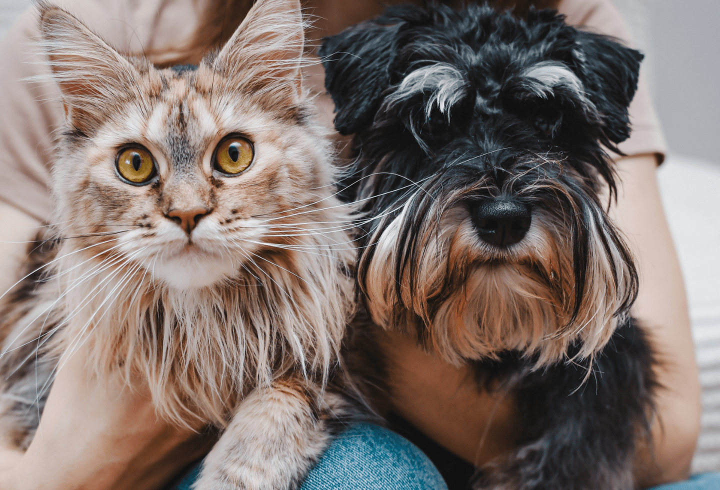 Is dog flea shampoo safe online for humans