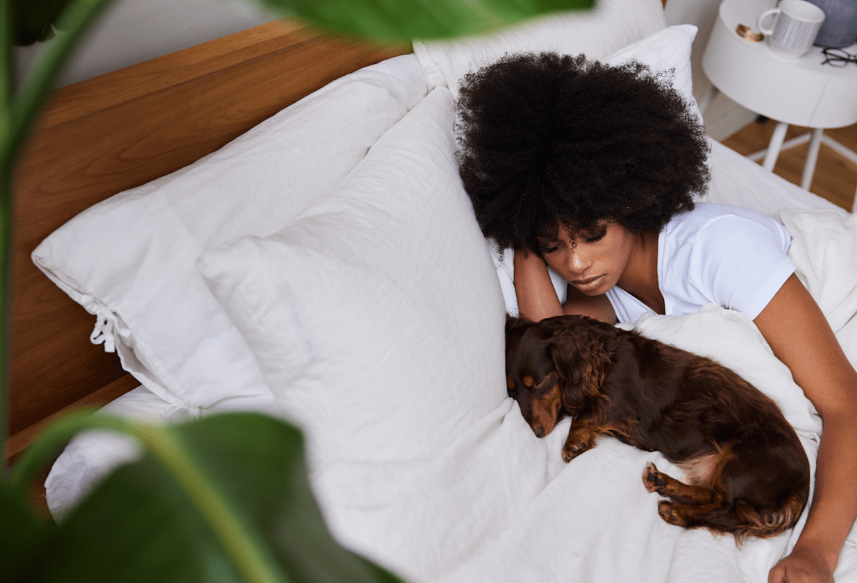 Dog has fleas and sleeps on the bed - Itch Pet | Itch Pet