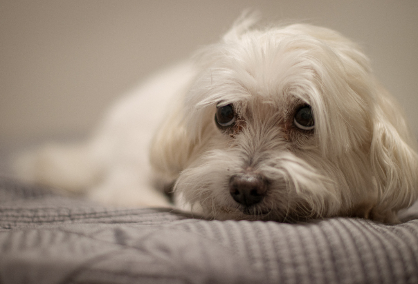 White maltese dog laid on dog bed looking up