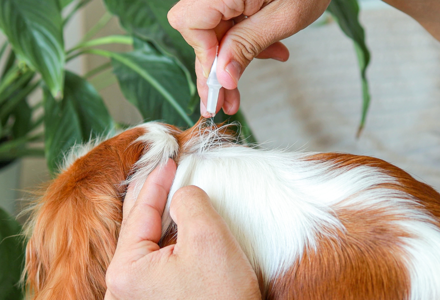 White and brown King Charles Cavalier dog with flea treatment drops being applied to back of neck on the fur.